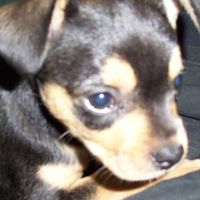 Alvin