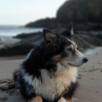 Dave