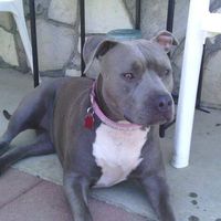 Maggie