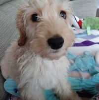 Sue