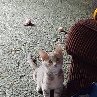 Bea