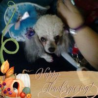 Shari