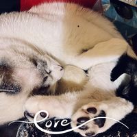 Lori