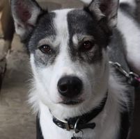 Niki