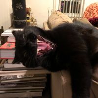 Tina