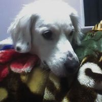 Jenny