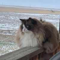 Ailil