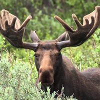Moose