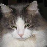 Mitzy