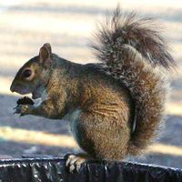 Cornelius