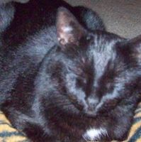 Teko