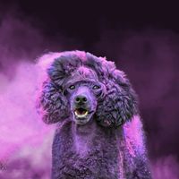 Tasha