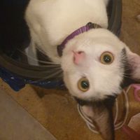 Anya