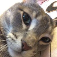Tony