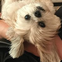 Robert