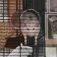 kerri