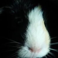 Jesse