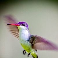 Edna