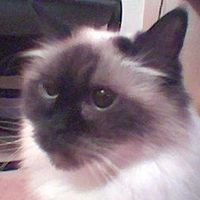 Meow