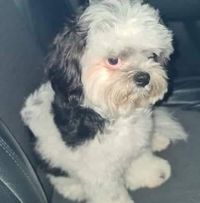 Vanessa Tabuena - Edurise