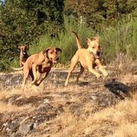 Gudlaugur Bui Thordarson