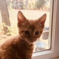 Allison
