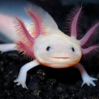 Neil