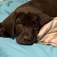 Heidi