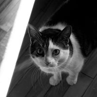 Simon