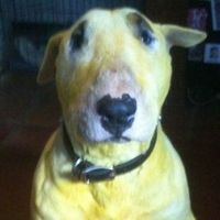 Otis