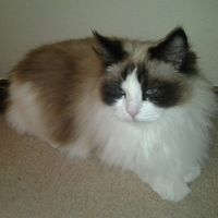 Amy