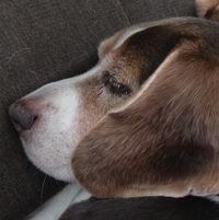 Wilma