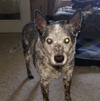 Sue