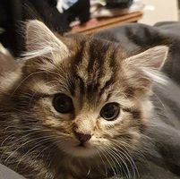 Oliver