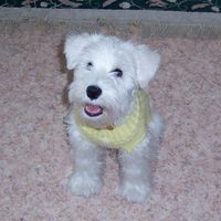 Lisa McCarthy Nothnagel