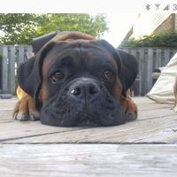 Robert