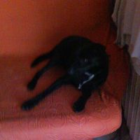 Gabriele