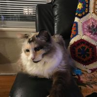 Alison