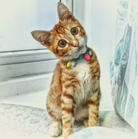 Deni