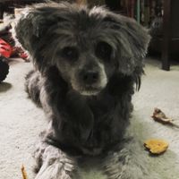 Jamie