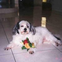 Lieana