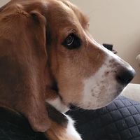 Samantha