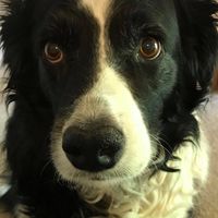 Tim