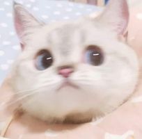 Chiyuki
