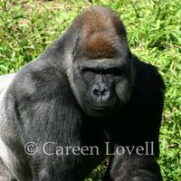 Careen