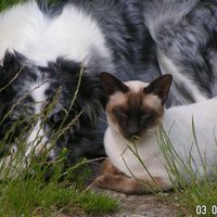 Sassinak