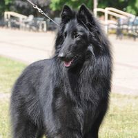 Hazel