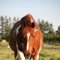 Zoe