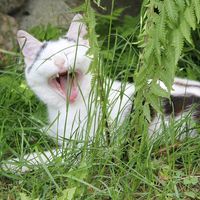 Nappi