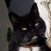 Tim